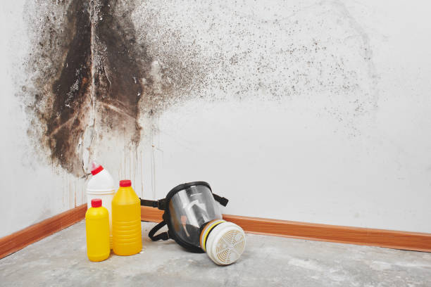 Best Certified Mold Removal  in Hawkins, TX