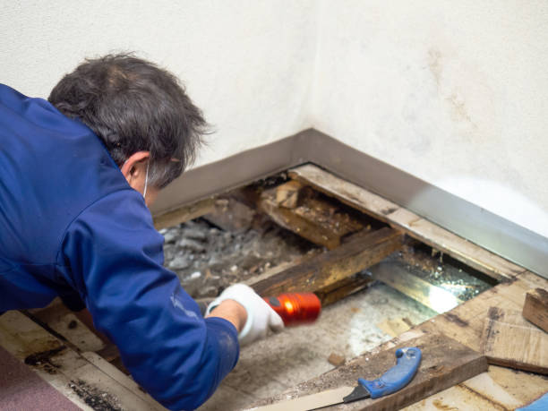 Best Toxic Mold Removal  in Hawkins, TX