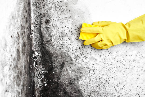 Best Fast Mold Removal  in Hawkins, TX