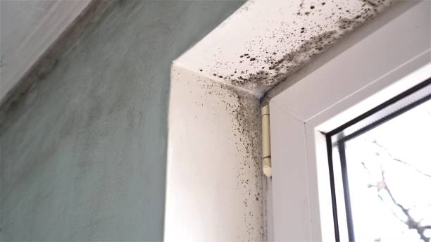 Best Office Mold Removal Services  in Hawkins, TX