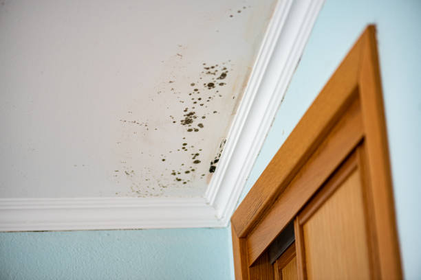 Best Mold Damage Repair  in Hawkins, TX