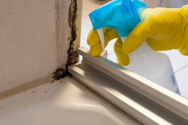 Best Same-Day Mold Removal  in Hawkins, TX