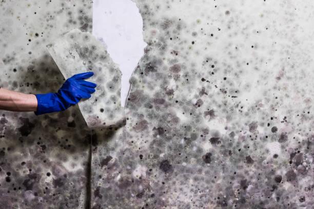 Best Mold Removal Near Me  in Hawkins, TX